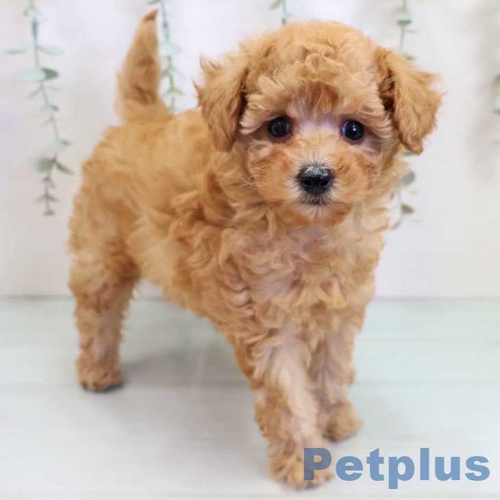 トイ・プードル