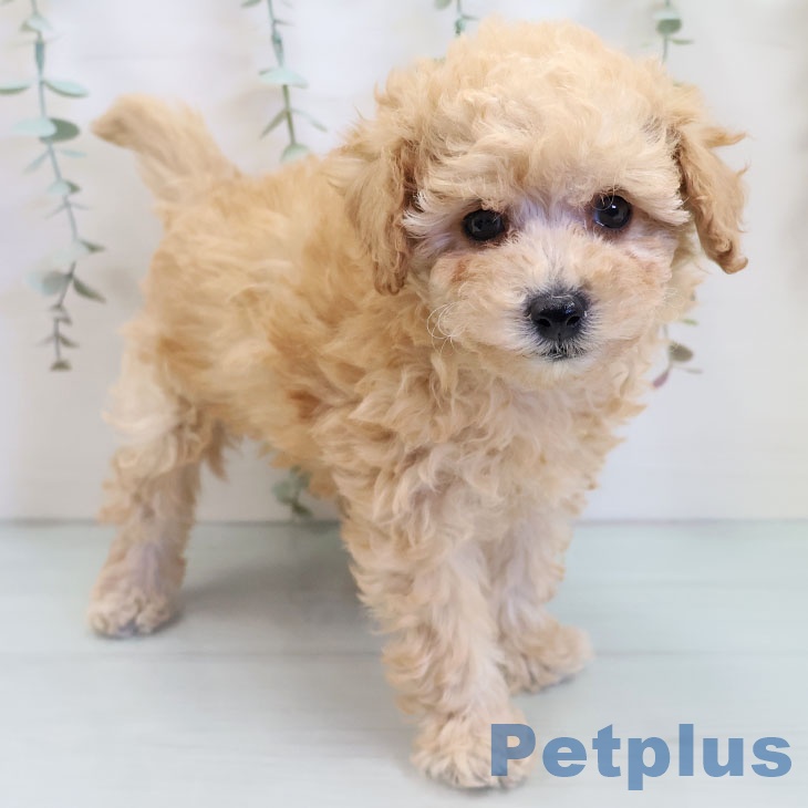 トイ・プードル