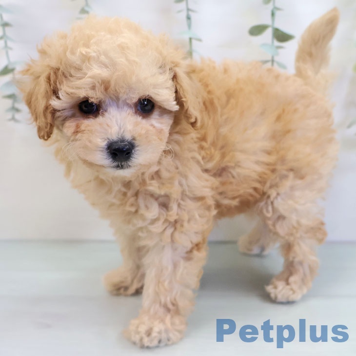 トイ・プードル