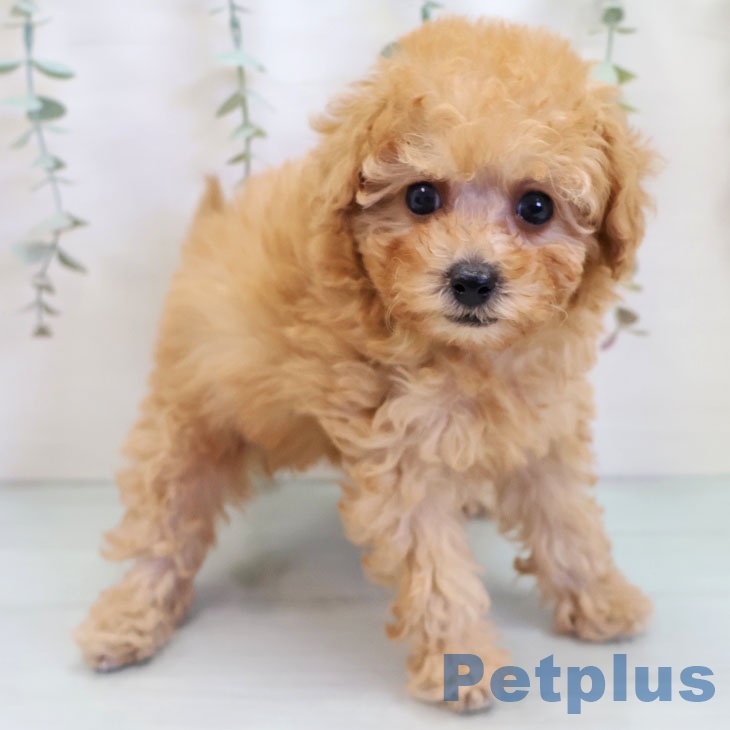 福岡県のトイプードル(トイ) (ペットプラス ららぽーと福岡店/2025年10月2日生まれ/女の子/アプリコット)の子犬の1枚目の画像