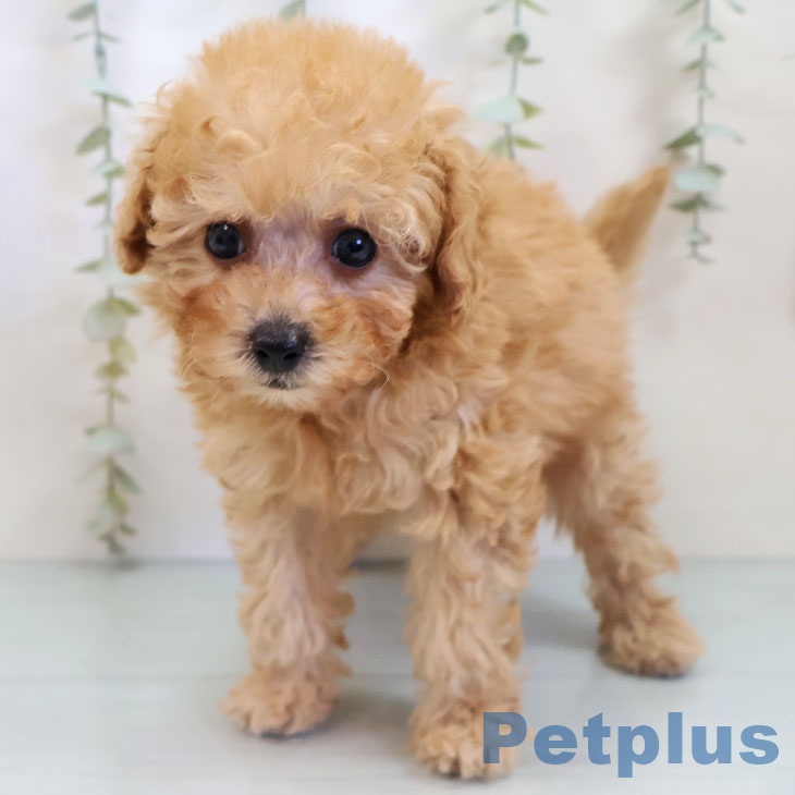 福岡県のトイプードル(トイ) (ペットプラス ららぽーと福岡店/2025年10月2日生まれ/女の子/アプリコット)の子犬の2枚目の画像