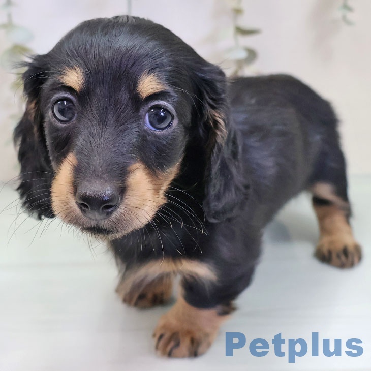 神奈川県のミニチュアダックスフンド(ロング) (ペットプラス テラスモール湘南店/2025年9月30日生まれ/女の子/ブラックタン)の子犬の1枚目の画像