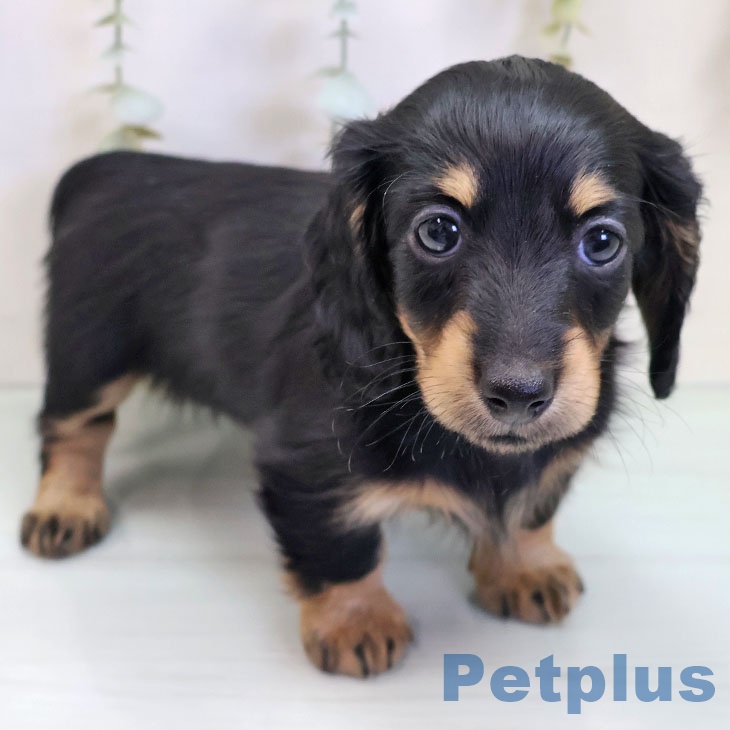 神奈川県のミニチュアダックスフンド(ロング) (ペットプラス テラスモール湘南店/2025年9月30日生まれ/女の子/ブラックタン)の子犬の2枚目の画像