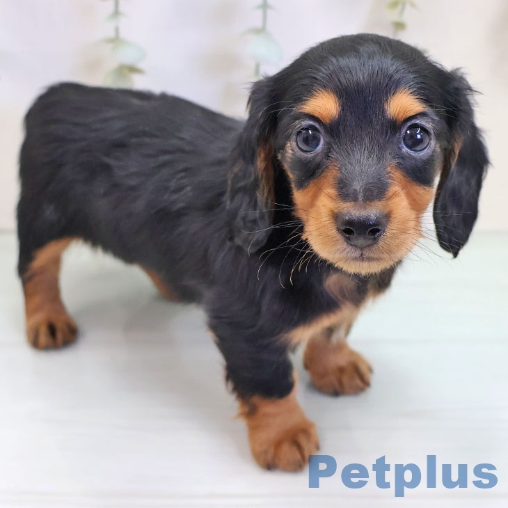 ミニチュア・ダックスフンド