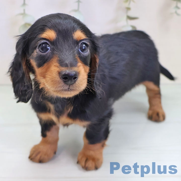 ミニチュア・ダックスフンドの写真2