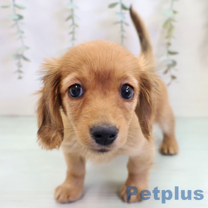 ミニチュア・ダックスフンドの写真2