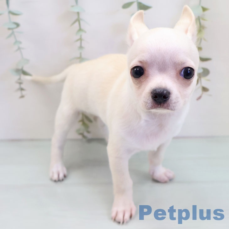 千葉県のチワワ(ロング) (ペットプラス 八千代緑が丘店/2025年9月30日生まれ/男の子/クリームホワイト)の子犬の1枚目の画像