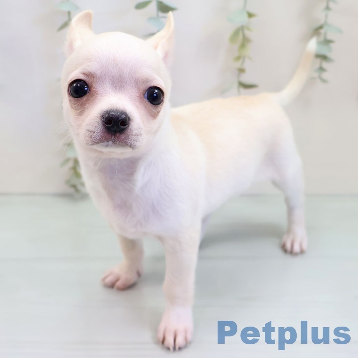 千葉県のチワワ(ロング) (ペットプラス 八千代緑が丘店/2025年9月30日生まれ/男の子/クリームホワイト)の子犬の2枚目の画像