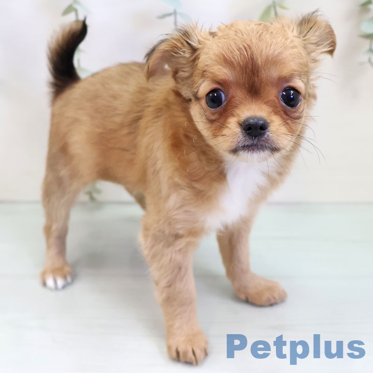 千葉県のチワワ(ロング) (ペットプラス 船橋店/2025年9月30日生まれ/女の子/レッドホワイト)の子犬の1枚目の画像