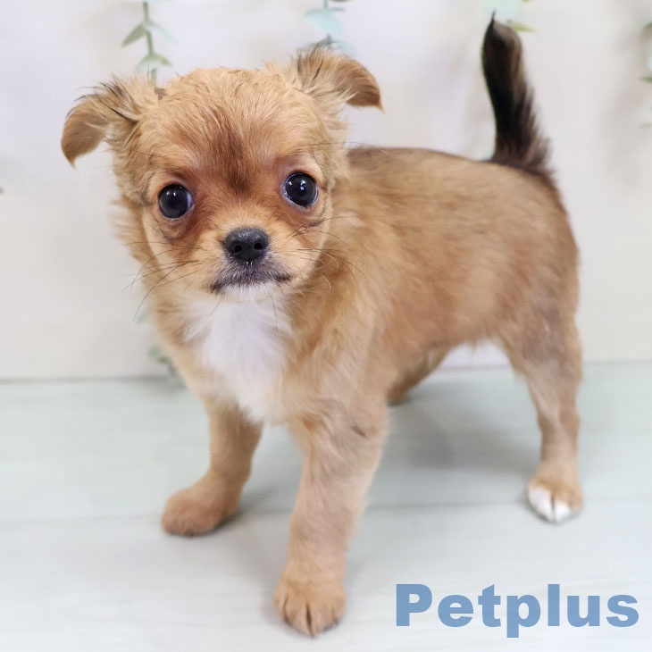 千葉県のチワワ(ロング) (ペットプラス 船橋店/2025年9月30日生まれ/女の子/レッドホワイト)の子犬の2枚目の画像