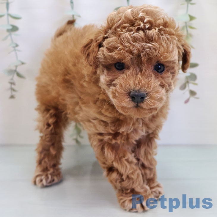 福岡県のトイプードル(トイ) (ペットプラス ららぽーと福岡店/2025年10月2日生まれ/男の子/レッド)の子犬の1枚目の画像