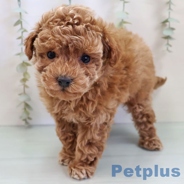 福岡県のトイプードル(トイ) (ペットプラス ららぽーと福岡店/2025年10月2日生まれ/男の子/レッド)の子犬の2枚目の画像