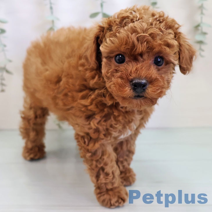 福岡県のトイプードル(トイ) (ペットプラス 黒崎店/2025年10月2日生まれ/男の子/レッド)の子犬