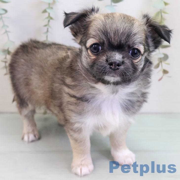 埼玉県のチワワ(ロング) (ペットプラス 川口店/2025年10月2日生まれ/女の子/フォーン)の子犬の1枚目の画像