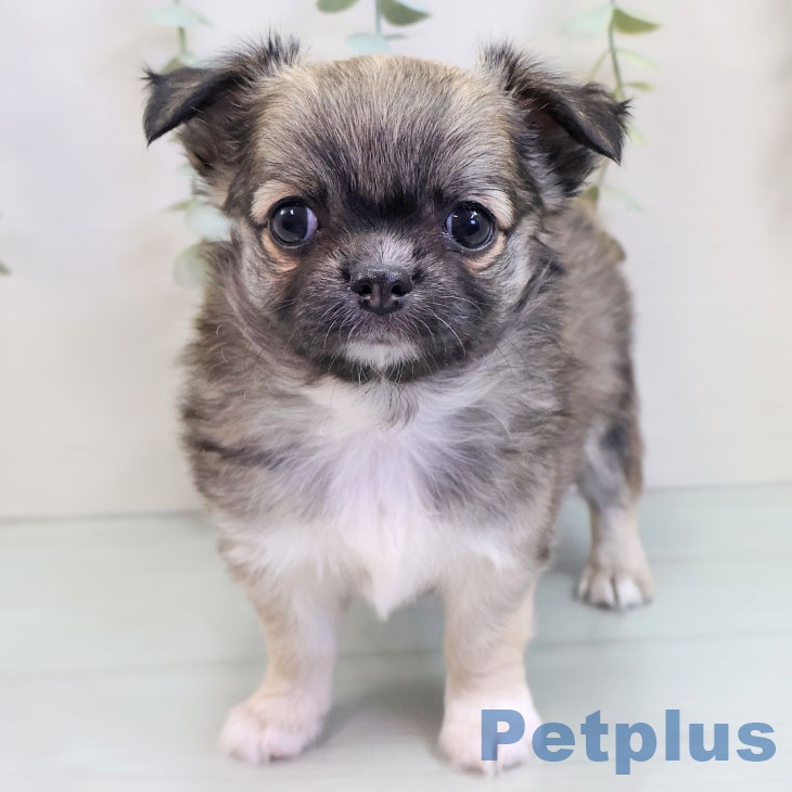 埼玉県のチワワ(ロング) (ペットプラス 川口店/2025年10月2日生まれ/女の子/フォーン)の子犬の2枚目の画像