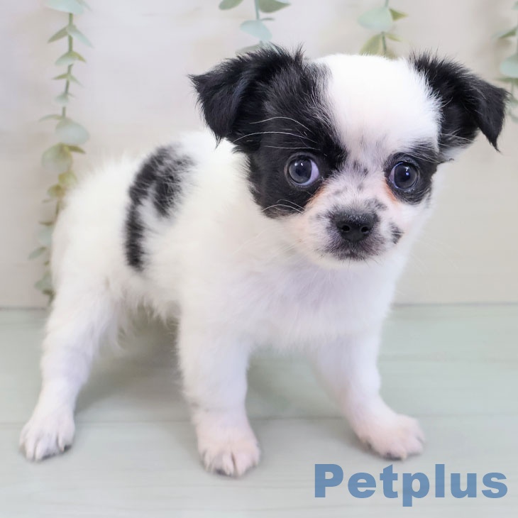 千葉県のチワワ(ロング) (ペットプラス 成田店/2025年10月1日生まれ/女の子/ホワイトブラック)の子犬の1枚目の画像
