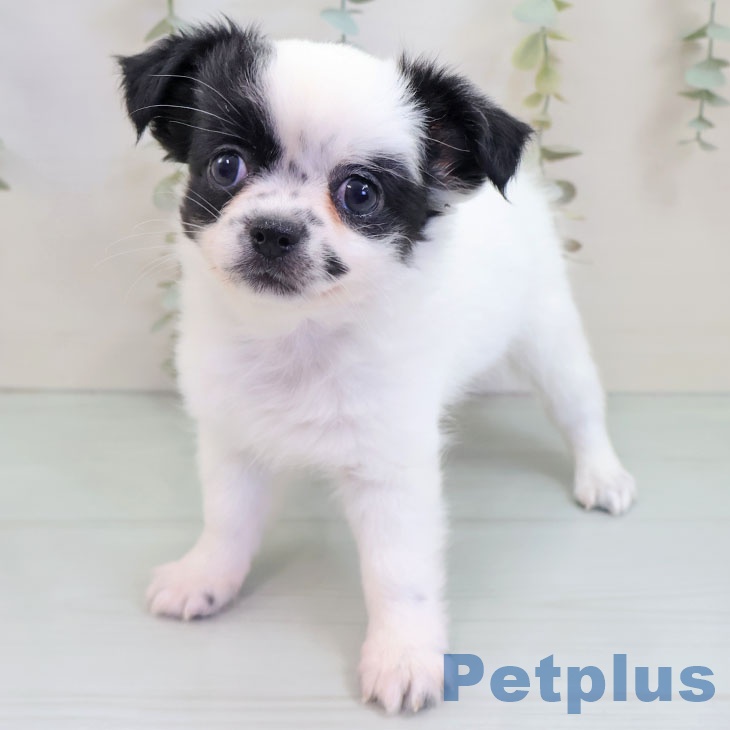 千葉県のチワワ(ロング) (ペットプラス 成田店/2025年10月1日生まれ/女の子/ホワイトブラック)の子犬の2枚目の画像