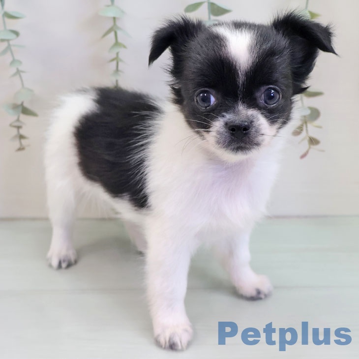 東京都のチワワ(ロング) (ペッツワン 青梅インター店/2025年10月1日生まれ/女の子/ホワイトブラック)の子犬の1枚目の画像