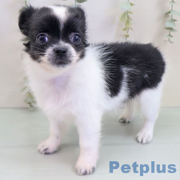 東京都のチワワ(ロング) (ペッツワン 青梅インター店/2025年10月1日生まれ/女の子/ホワイトブラック)の子犬の2枚目の画像