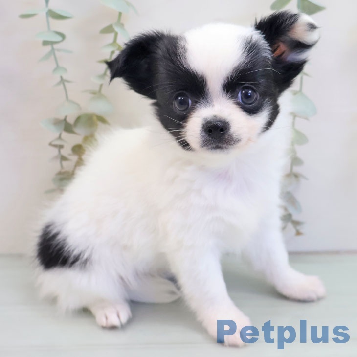 東京都のチワワ(ロング) (ペットプラス 日の出店/2025年10月1日生まれ/女の子/ホワイトブラック)の子犬の1枚目の画像