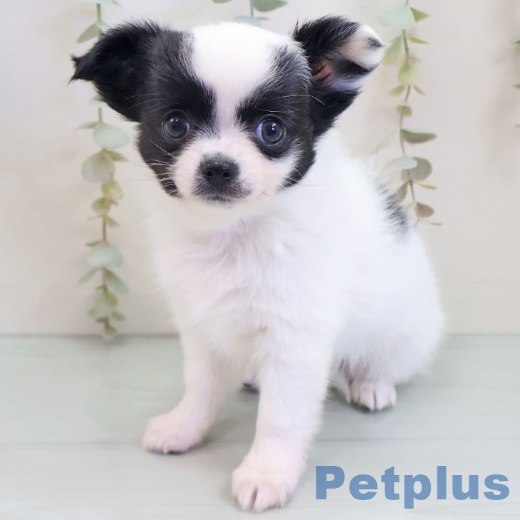 東京都のチワワ(ロング) (ペットプラス 日の出店/2025年10月1日生まれ/女の子/ホワイトブラック)の子犬の2枚目の画像