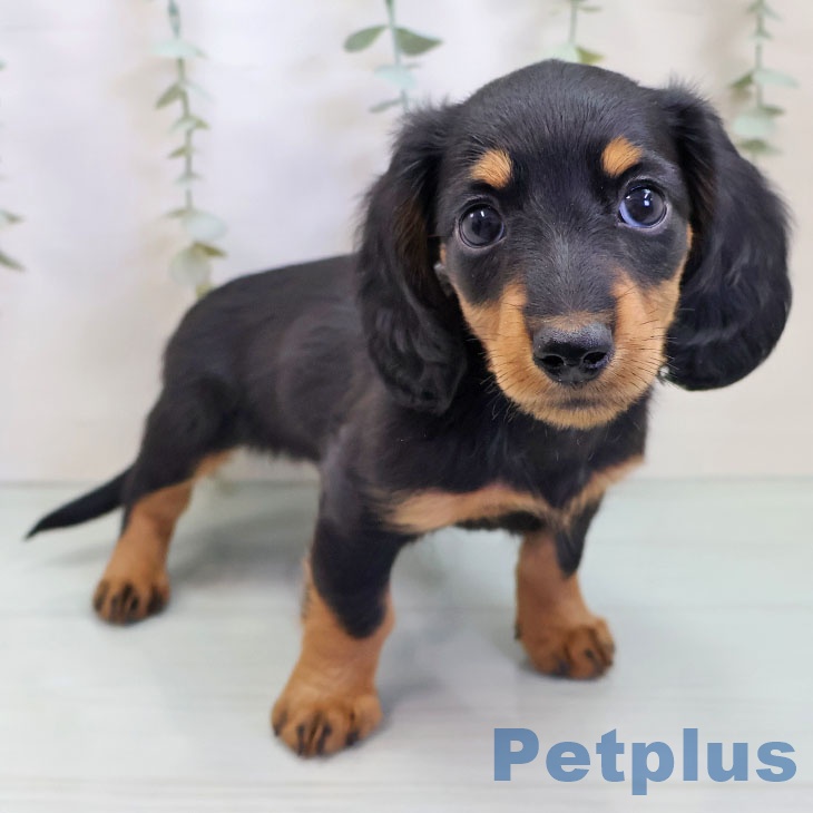 福岡県のミニチュアダックスフンド(ロング) (ペットプラス 八幡東店/2025年10月2日生まれ/男の子/ブラックタン)の子犬の1枚目の画像