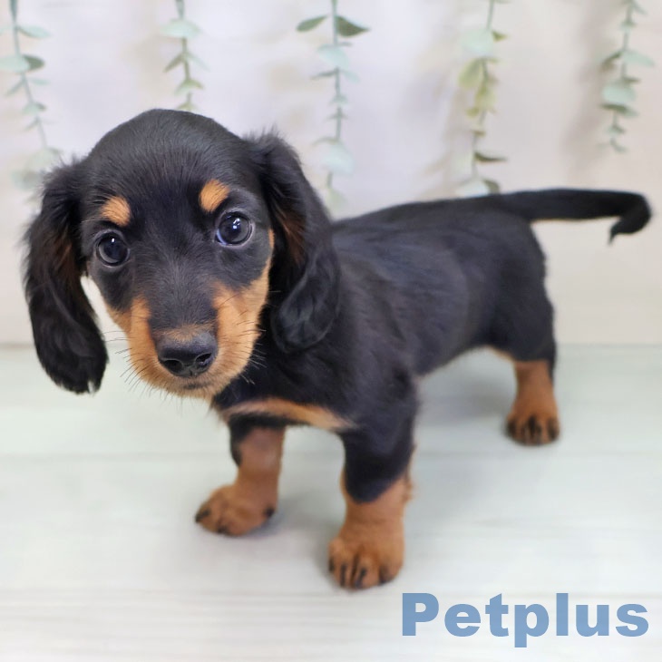 福岡県のミニチュアダックスフンド(ロング) (ペットプラス 八幡東店/2025年10月2日生まれ/男の子/ブラックタン)の子犬の2枚目の画像