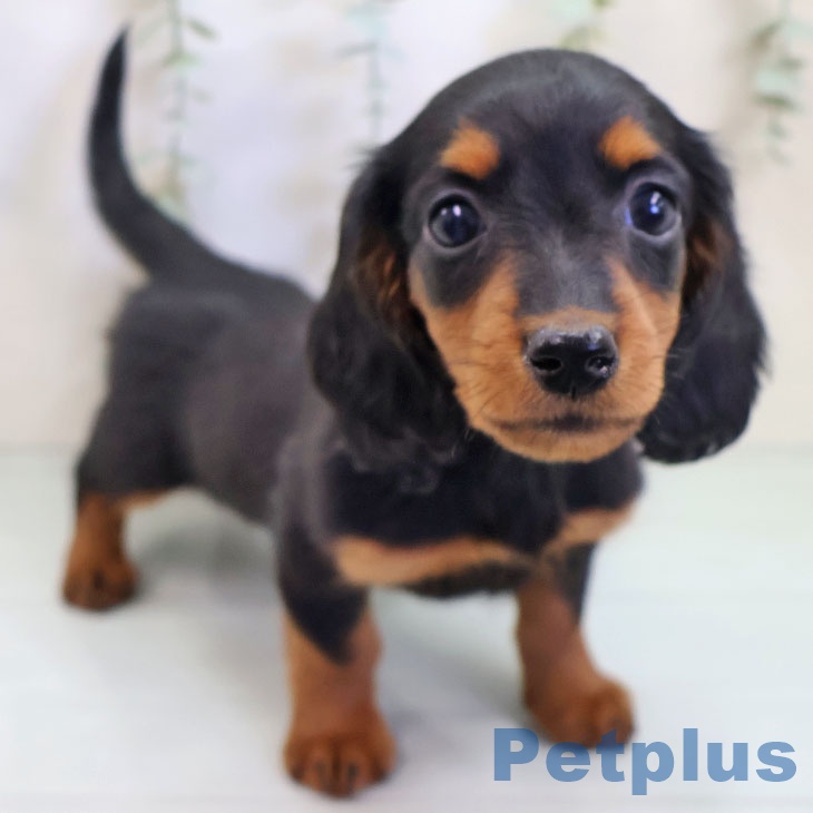 ミニチュア・ダックスフンド