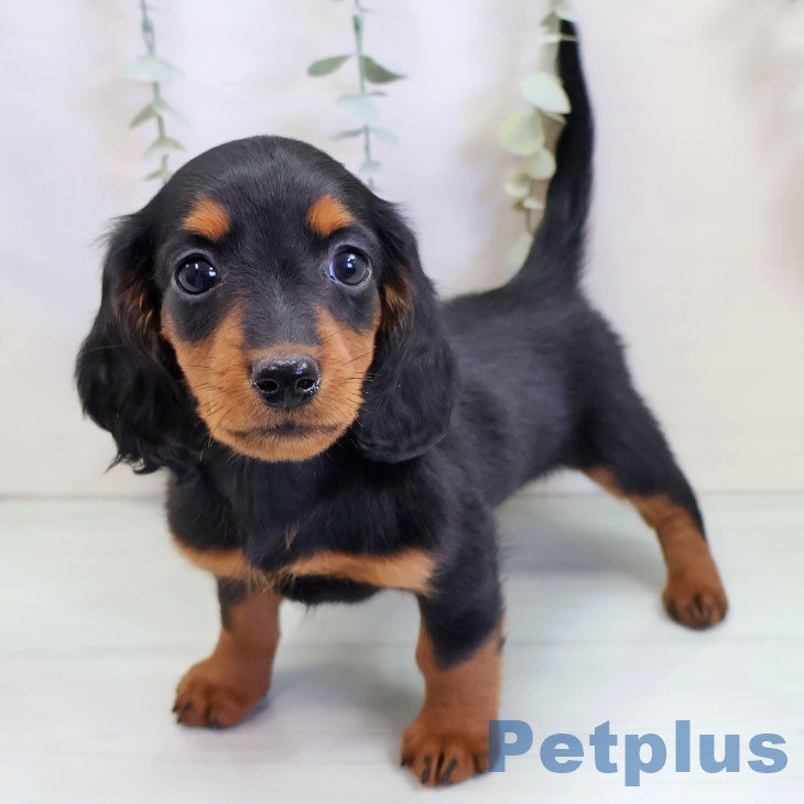 ミニチュア・ダックスフンド