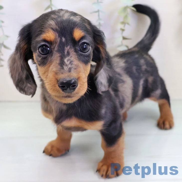 ミニチュア・ダックスフンド