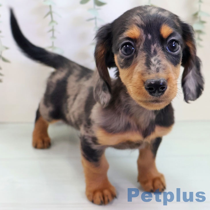 ミニチュア・ダックスフンドの写真2