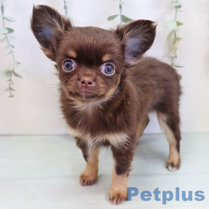 埼玉県のチワワ(ロング) (ペットプラス 川口店/2025年9月30日生まれ/男の子/チョコレートタン)の子犬の1枚目の画像
