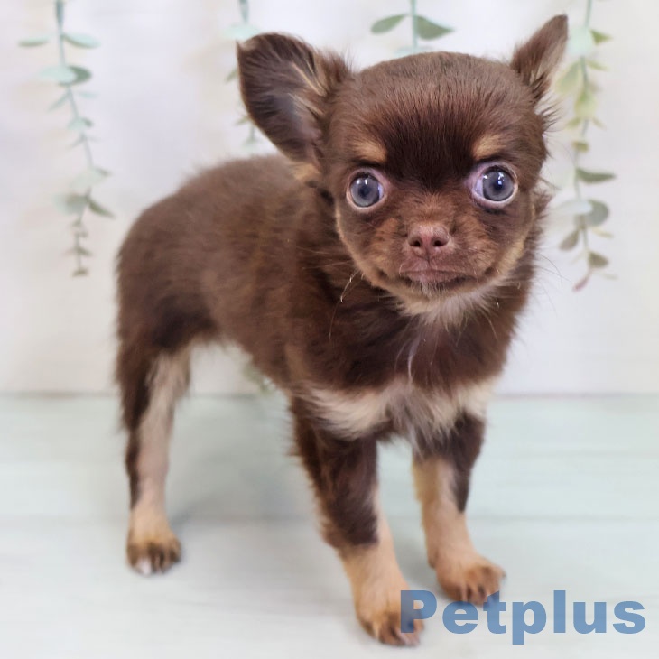 埼玉県のチワワ(ロング) (ペットプラス 川口店/2025年9月30日生まれ/男の子/チョコレートタン)の子犬の2枚目の画像
