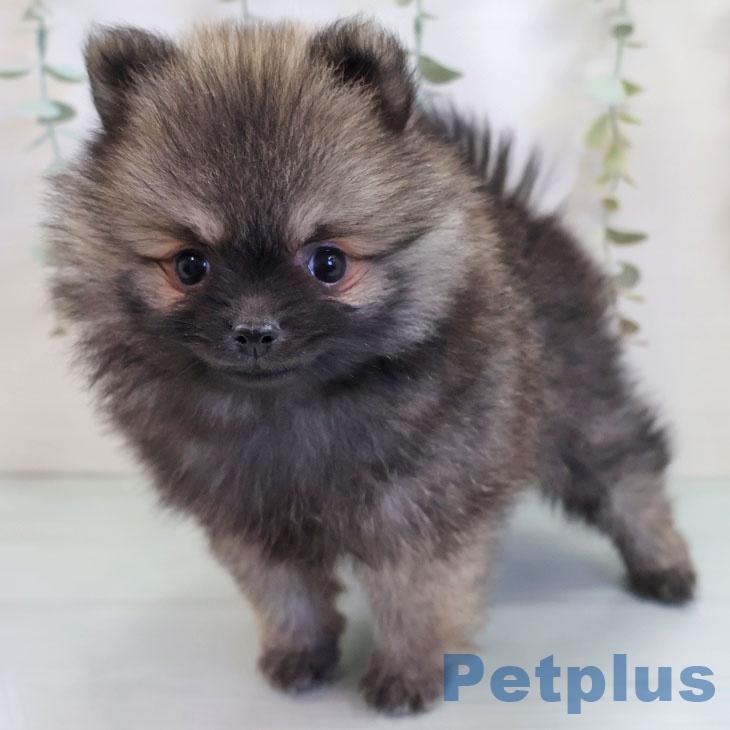 福島県のポメラニアン (ペットプラス 福島店/2025年10月1日生まれ/男の子/ウルフセーブル)の子犬