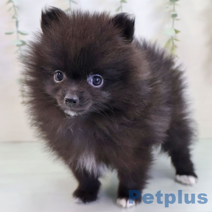 ポメラニアンの写真2