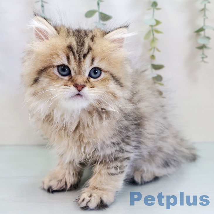 ペルシャの写真2