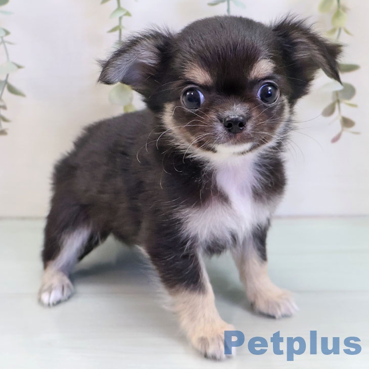 東京都のチワワ(ロング) (ペットプラス 日の出店/2025年10月1日生まれ/男の子/ブラックホワイトタン)の子犬の1枚目の画像