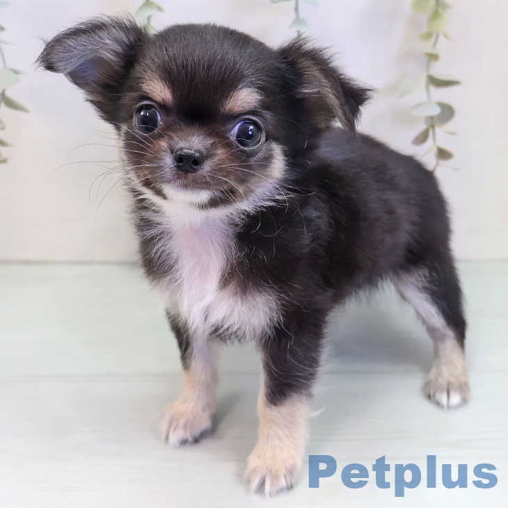 東京都のチワワ(ロング) (ペットプラス 日の出店/2025年10月1日生まれ/男の子/ブラックホワイトタン)の子犬の2枚目の画像