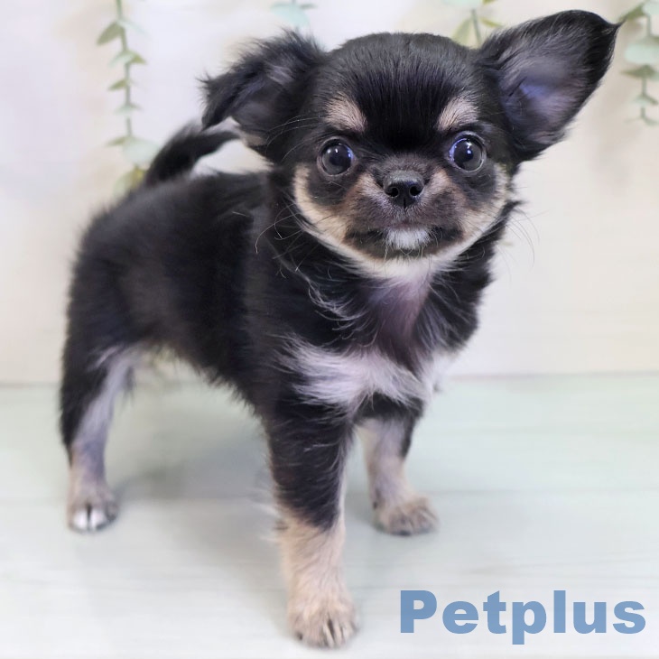 千葉県のチワワ(ロング) (ペットプラス 幕張新都心店/2025年10月1日生まれ/女の子/ブラックホワイトタン)の子犬の1枚目の画像