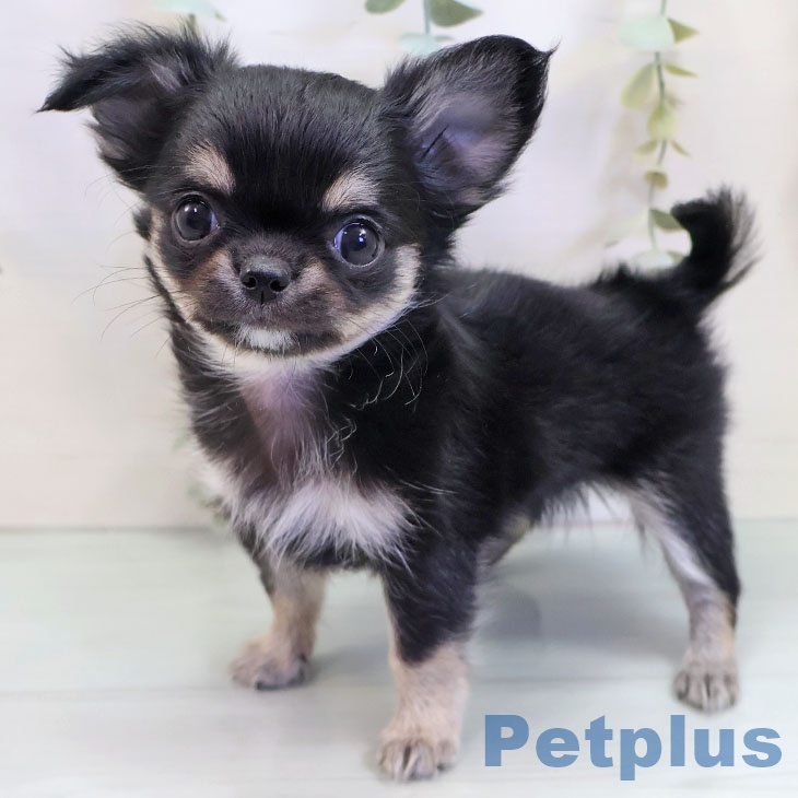 千葉県のチワワ(ロング) (ペットプラス 幕張新都心店/2025年10月1日生まれ/女の子/ブラックホワイトタン)の子犬の2枚目の画像