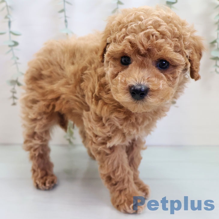 福岡県のトイプードル(トイ) (ペットプラス 八幡東店/2025年10月2日生まれ/男の子/レッド)の子犬の1枚目の画像