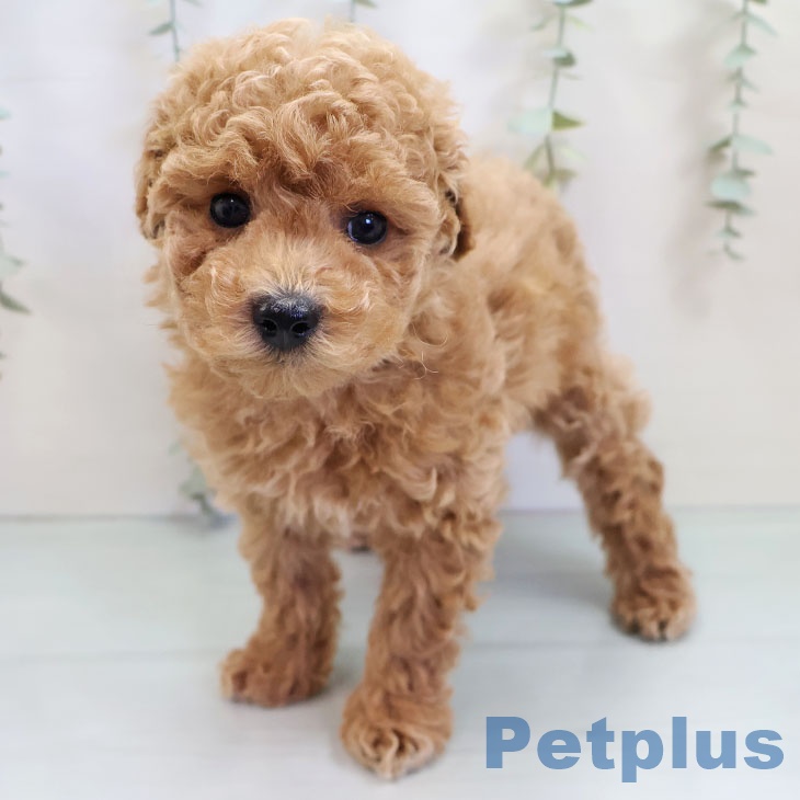 福岡県のトイプードル(トイ) (ペットプラス 八幡東店/2025年10月2日生まれ/男の子/レッド)の子犬の2枚目の画像