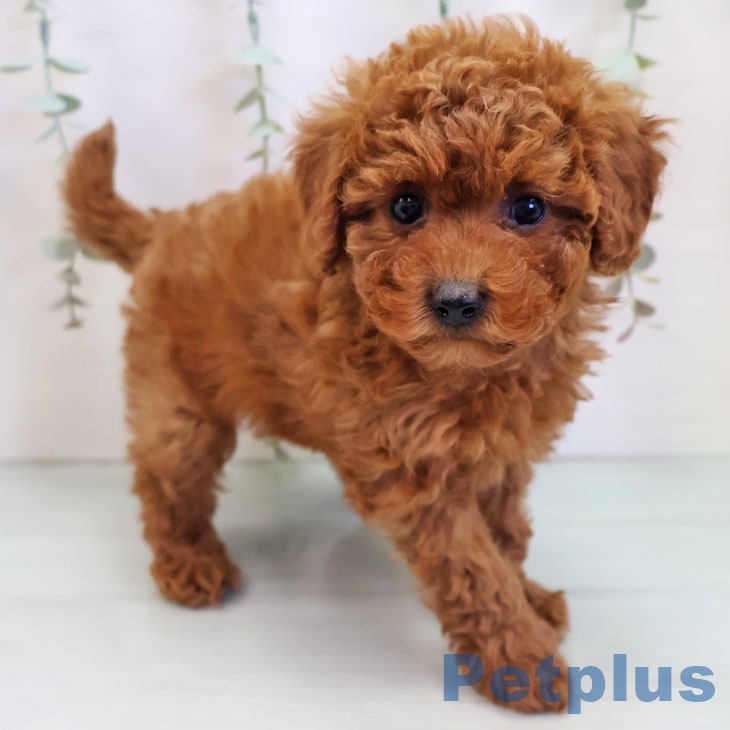 福岡県のトイプードル(トイ) (ペットプラス ららぽーと福岡店/2025年10月2日生まれ/女の子/レッド)の子犬の1枚目の画像