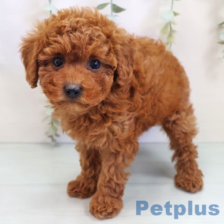 福岡県のトイプードル(トイ) (ペットプラス ららぽーと福岡店/2025年10月2日生まれ/女の子/レッド)の子犬の2枚目の画像