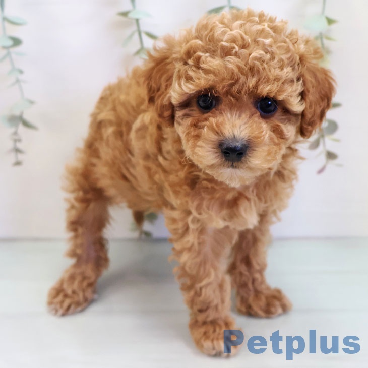 福岡県のトイプードル(トイ) (ペットプラス 八幡東店/2025年10月2日生まれ/女の子/レッド)の子犬の1枚目の画像