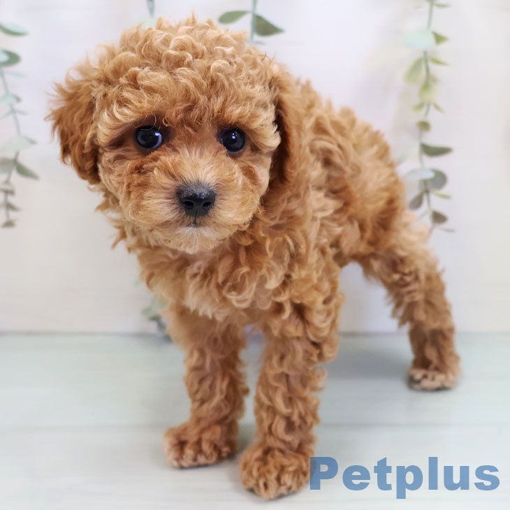 福岡県のトイプードル(トイ) (ペットプラス 八幡東店/2025年10月2日生まれ/女の子/レッド)の子犬の2枚目の画像