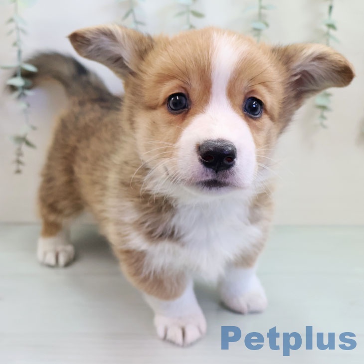 ウェルシュ・コーギー・ペンブローク