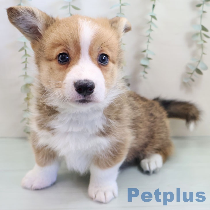 ウェルシュ・コーギー・ペンブロークの写真2