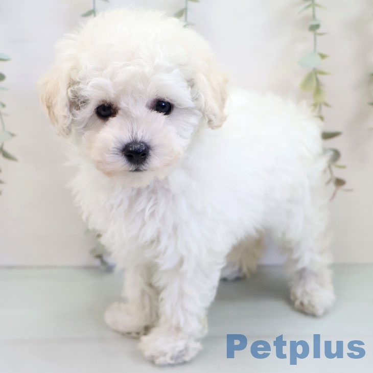 トイ・プードル