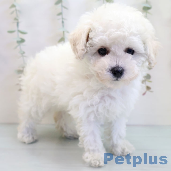 トイ・プードルの写真2